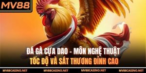 Đá Gà Cựa Dao - Môn Nghệ Thuật Tốc Độ Và Sát Thương Đỉnh Cao