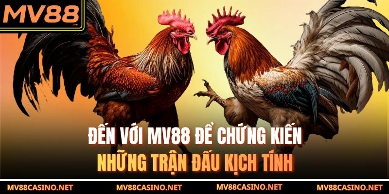 Đến với MV88 để chứng kiến những trận đấu kịch tính Đến với MV88 để chứng kiến những trận đấu kịch tính