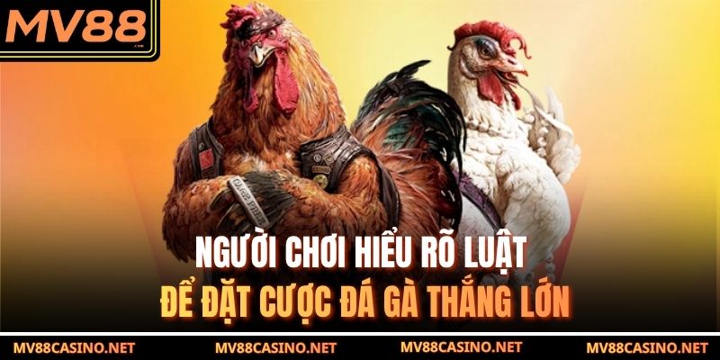 Người chơi hiểu rõ luật để đặt cược đá gà cựa sắt thắng lớn Người chơi hiểu rõ luật để đặt cược đá gà cựa sắt thắng lớn